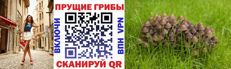купить наркотик  KRAKEN вход  Галлюциногенные грибы Magic Shrooms  Коркино 